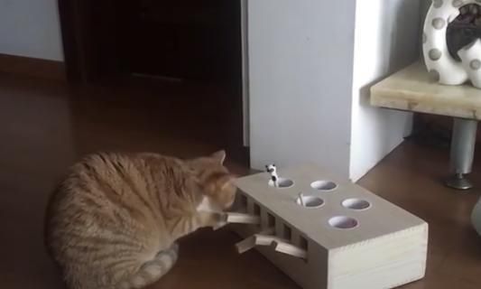 主人遊戲盒子給貓咪，卻發現貓咪「特殊技能」，真成精了！ 寵物 第3張