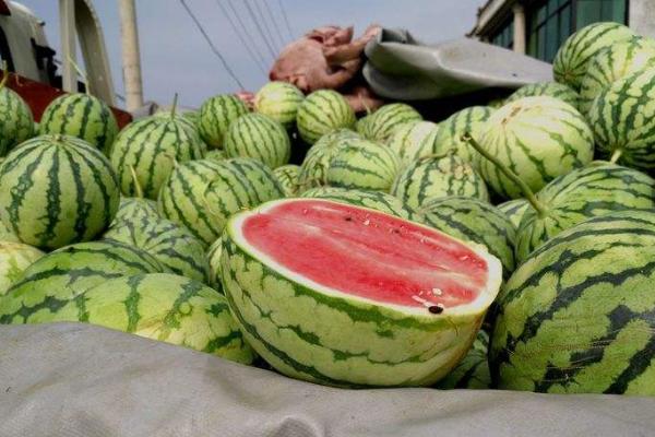 韩国富婆中国旅行买3斤西瓜结账老板你没开玩笑