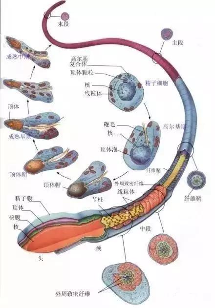 正常精子的形态应该含有椭圆形的头端和鞭子一样的尾部,如果头端呈