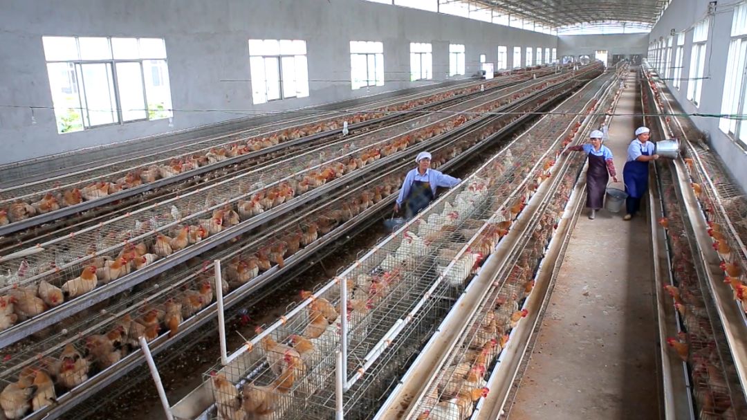 我为家乡代言丨你知道为了保持梧州古典鸡血统纯正他们有多难吗