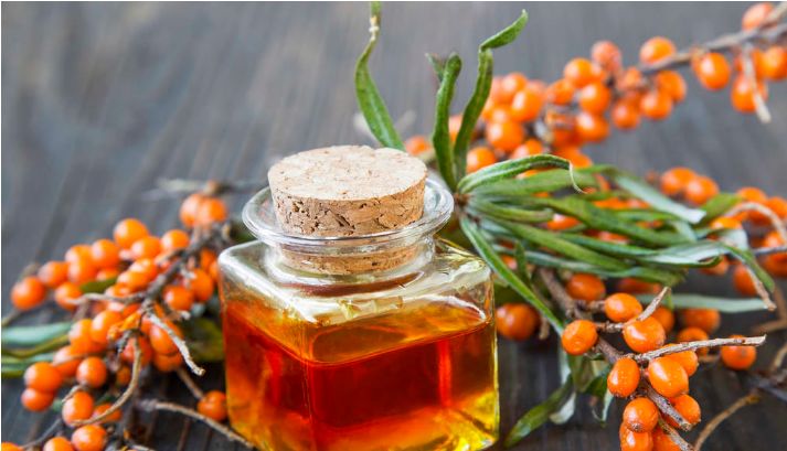 沙棘科普沙棘籽油