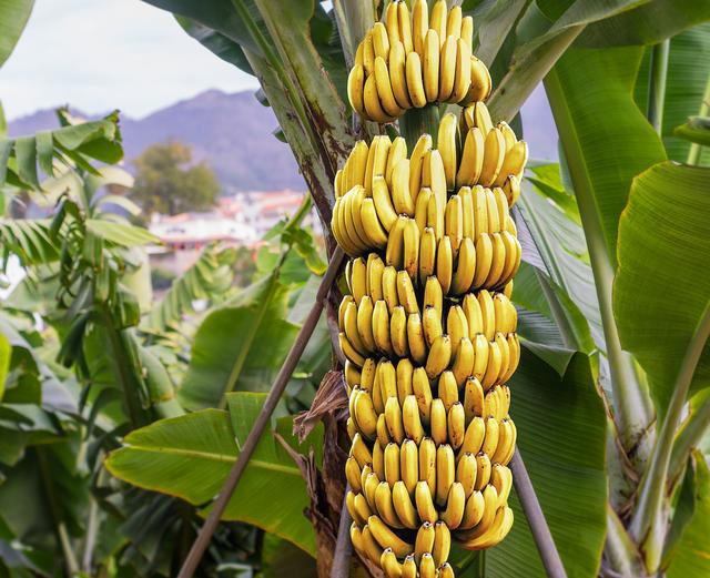 香蕉的生长过程及图片图片