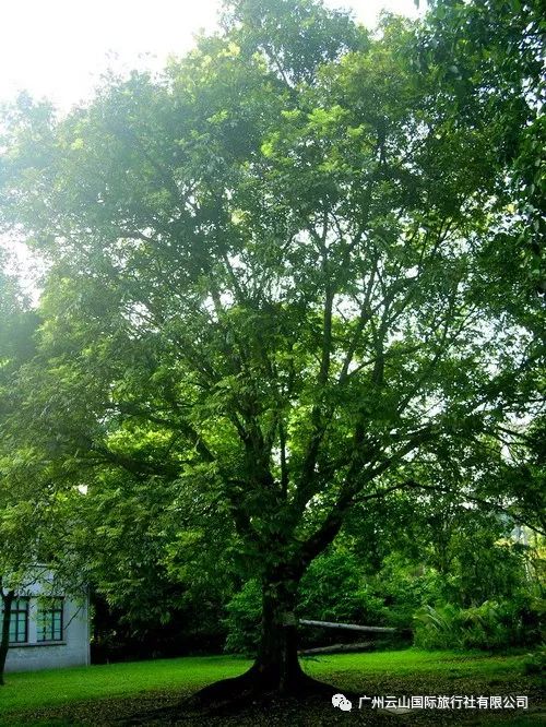 叶剑英元帅手植树--木棉柬埔寨国王西哈努克手植树--无忧树新加坡前