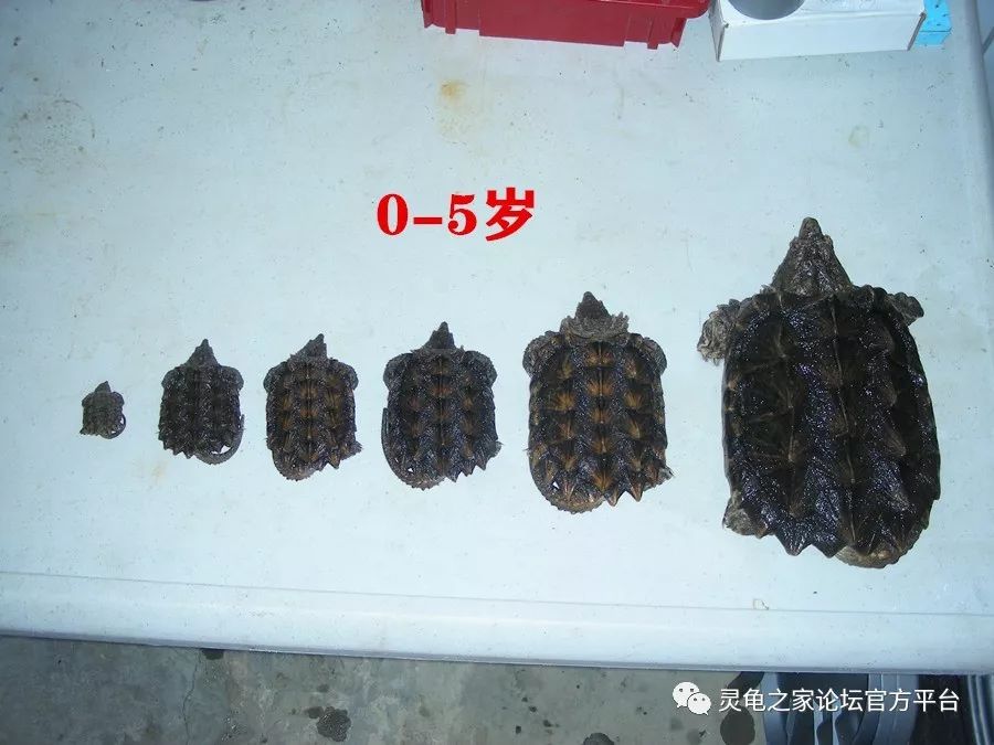 macrochelys temminckii①大鳄龟1,大鳄龟属