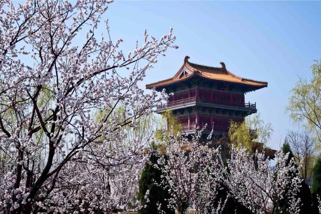 特色文化之旅此次的大奖赛在行程设置上极具山西汾阳杏花村的地域特色