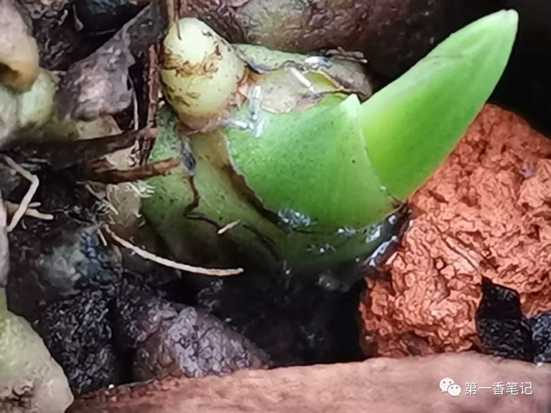 艺兰频道一九九让棘跳虫远离兰花的办法