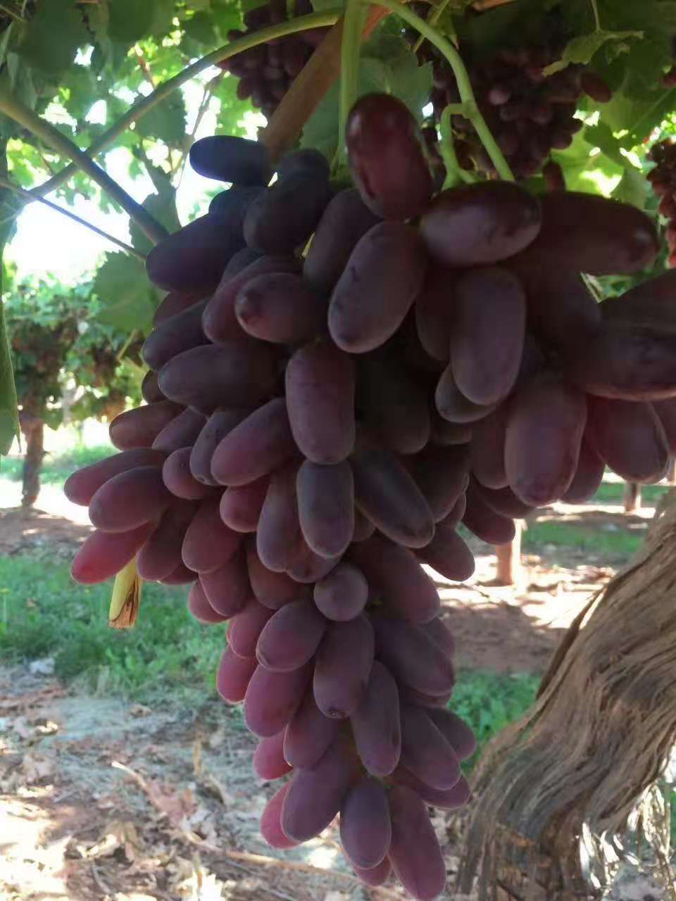 大理紫玉无核葡萄将花开第十五届国际农博会