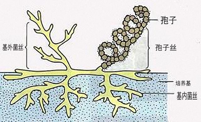 味觉的形成过程流程图图片