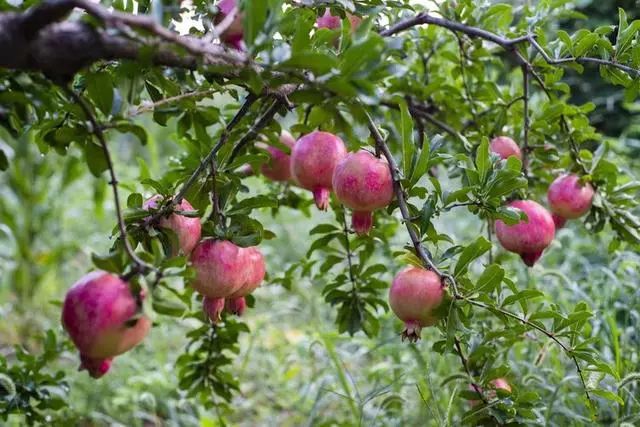 新建村御红袍石榴是引进的优良品种,聘请了专家前来举办石榴种植技术