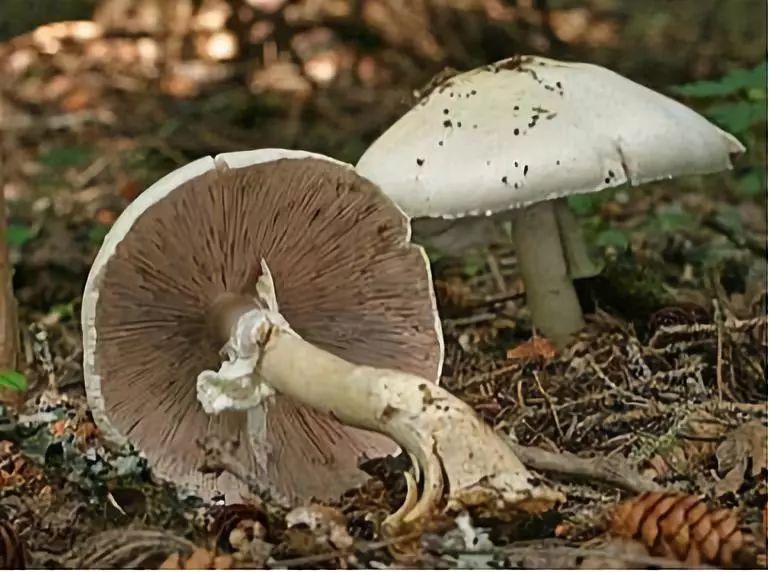阴湿气候这7类常见毒菇碰见要小心