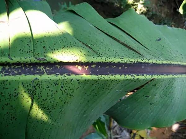 山东普创史上最全香蕉病害高清图谱建议收藏