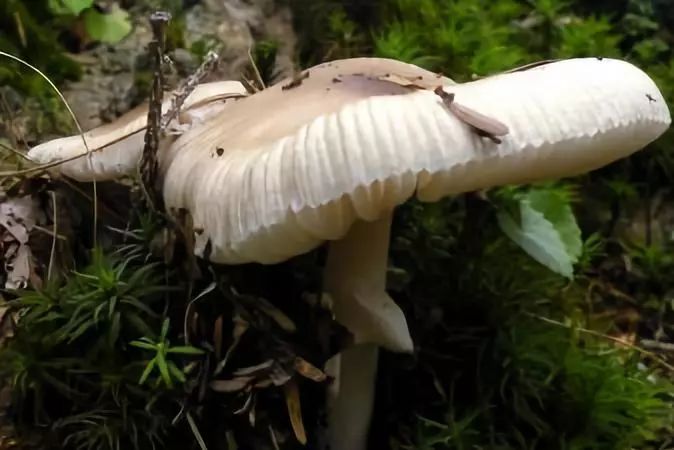 阴湿气候这7类常见毒菇碰见要小心