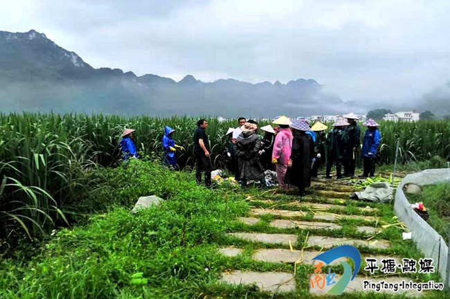 群眾準備下田採割茭白在500畝壩區產業結構調整中,平塘縣還在者密鎮四