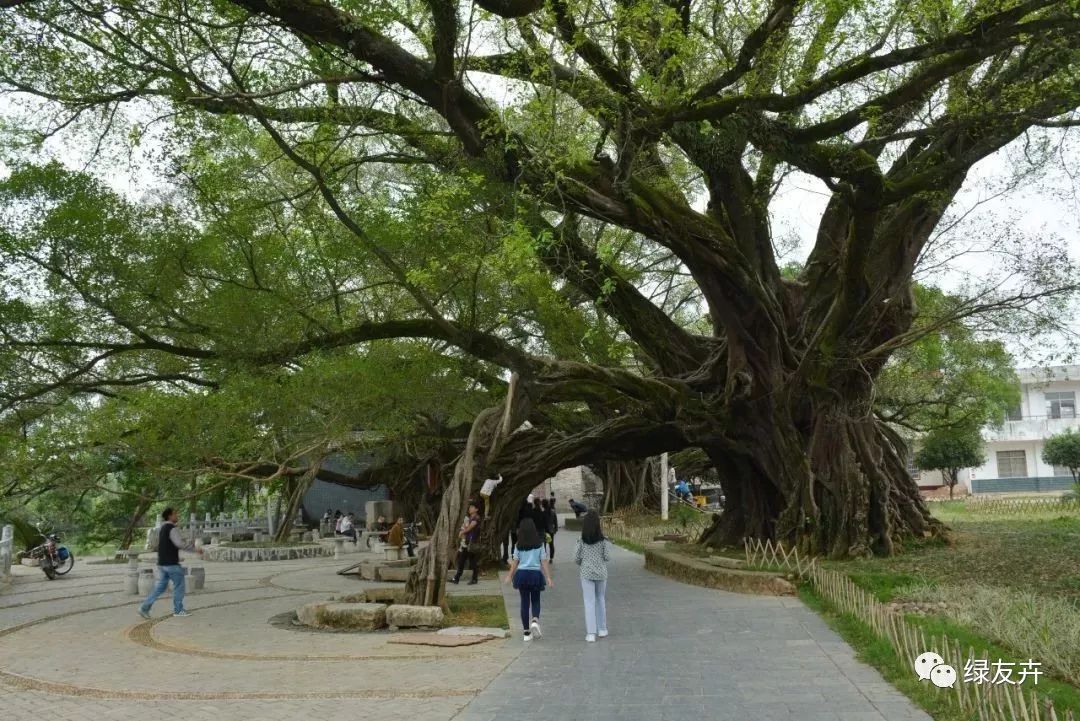 全国最奇特的古榕在这里!千年的古树,长成了树神!_榕津
