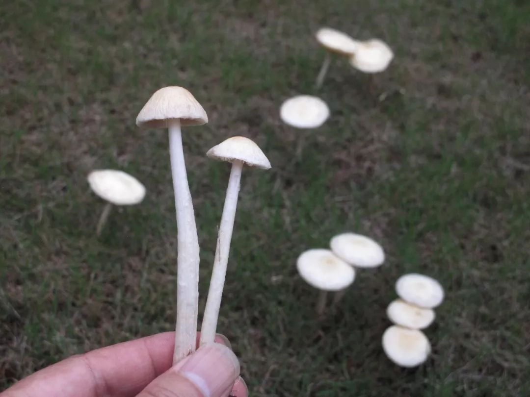 雨後秀色可餐的小蘑菇粉墨登場了