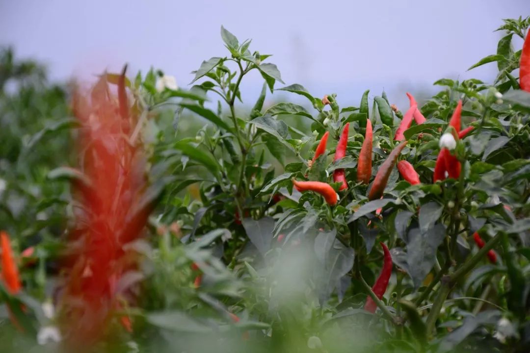 燃伊川农民火红辣椒摆五星红旗造型庆丰收