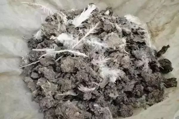 羊粪牛粪猪粪鸡粪到底哪个更适合当肥料这回说清楚了