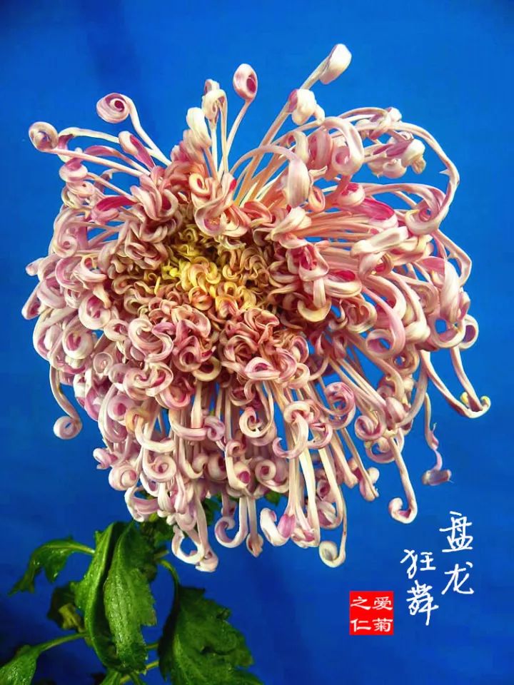 珠一枝浓艳华峰烟雨沽水春霞红妆素裹灰鹤展翅白龙爪太真含笑无终之秋