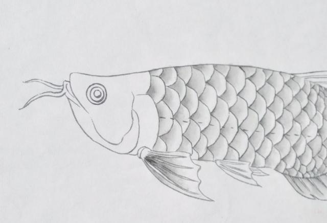 金龙鱼的简笔画图片