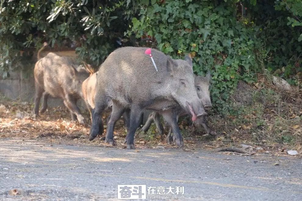 意大利多个城市惊现野猪群 当局提醒市民见到野猪该这么做