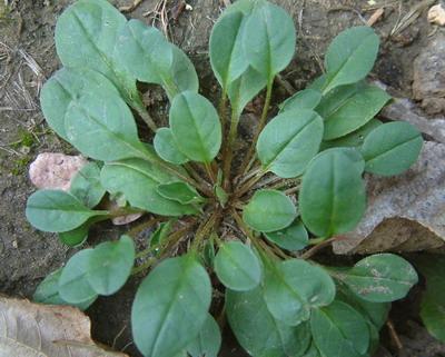 胃痛胃酸尝尝这野菜保证出乎你的意料