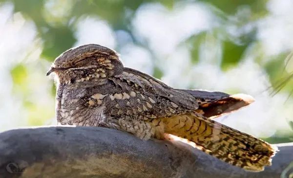 一种鸟,跟鸡差不多大,黄白色条纹,喜欢住在沼泽中,叫声像人呕吐的声音