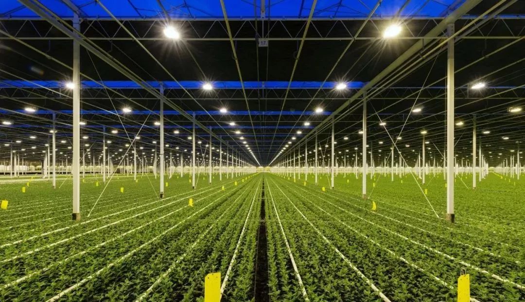 直击荷兰智能温室,这才是真正的现代农业!
