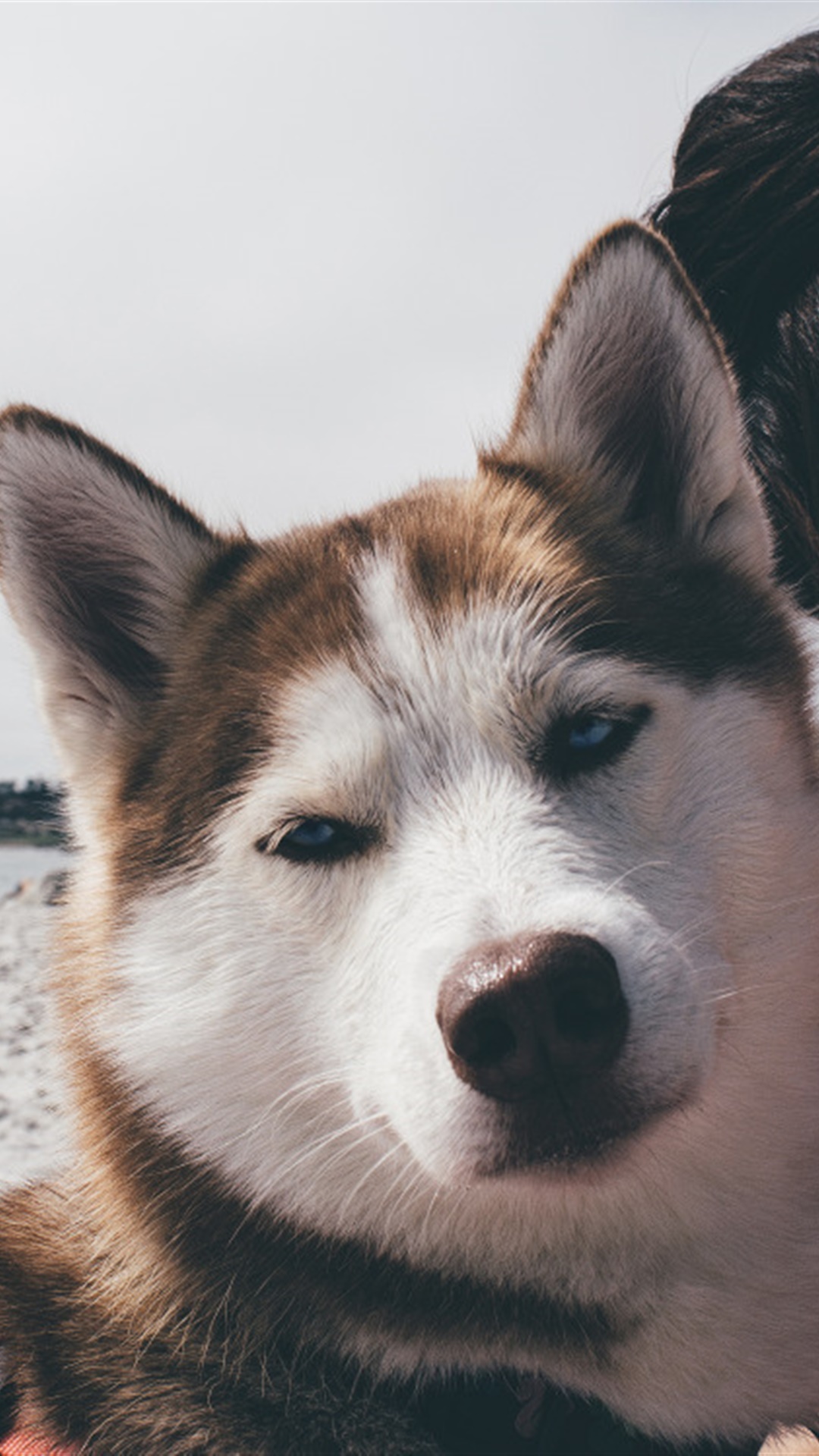 呆萌哈士奇雪中图片手机壁纸