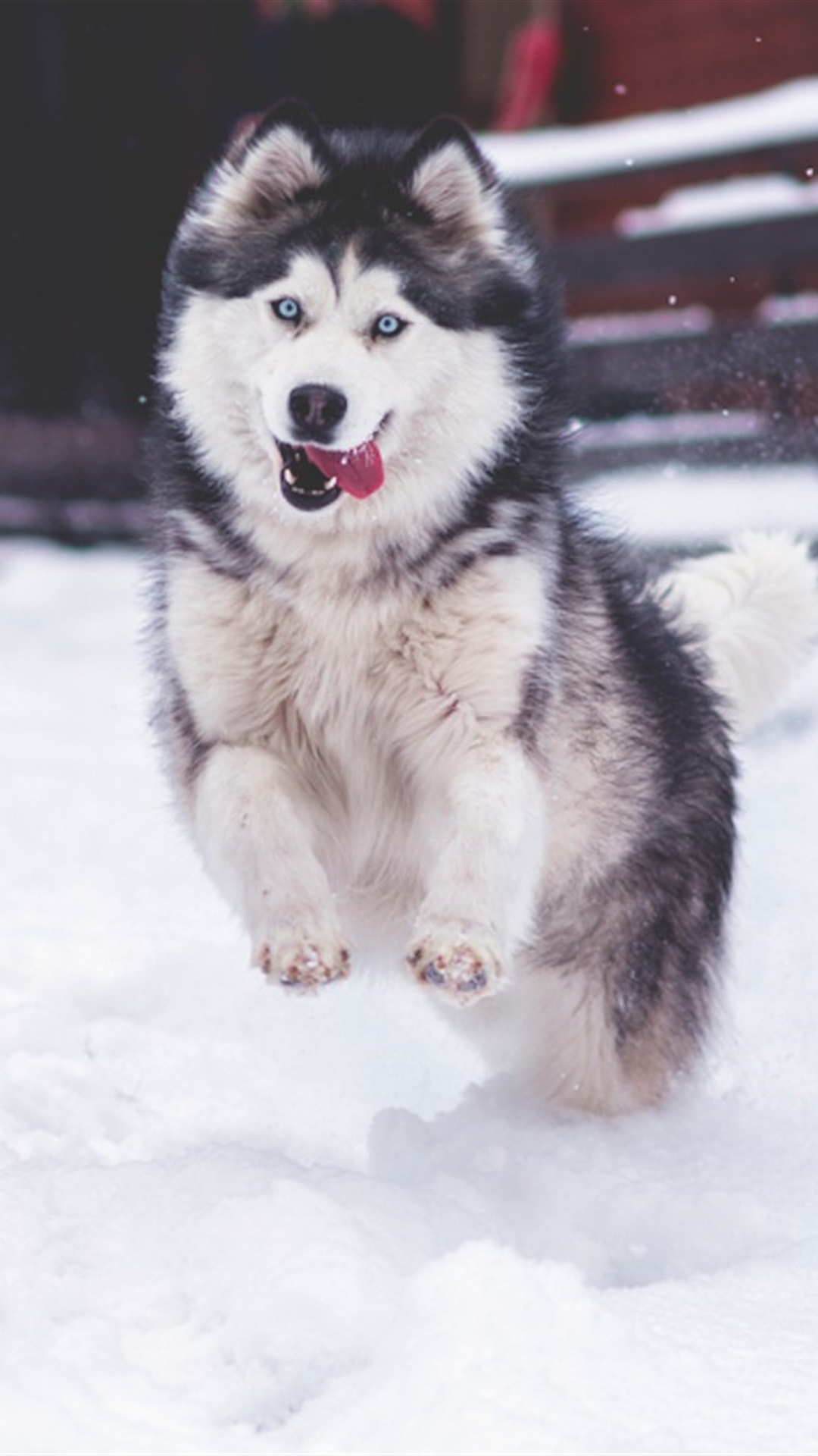 呆萌哈士奇雪中图片手机壁纸