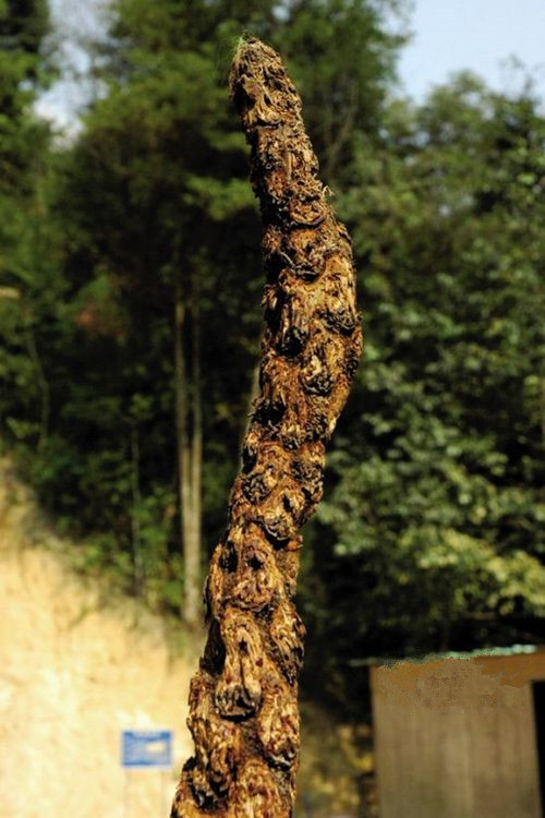 乡村里很常见的十种野生植物,被称为灵药城里人可能从未见过