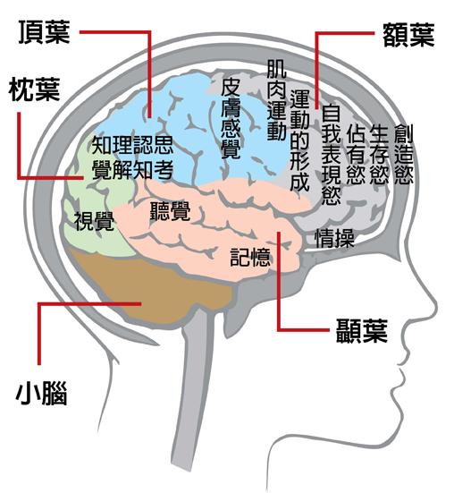 常见的癫痫手术类型有哪些