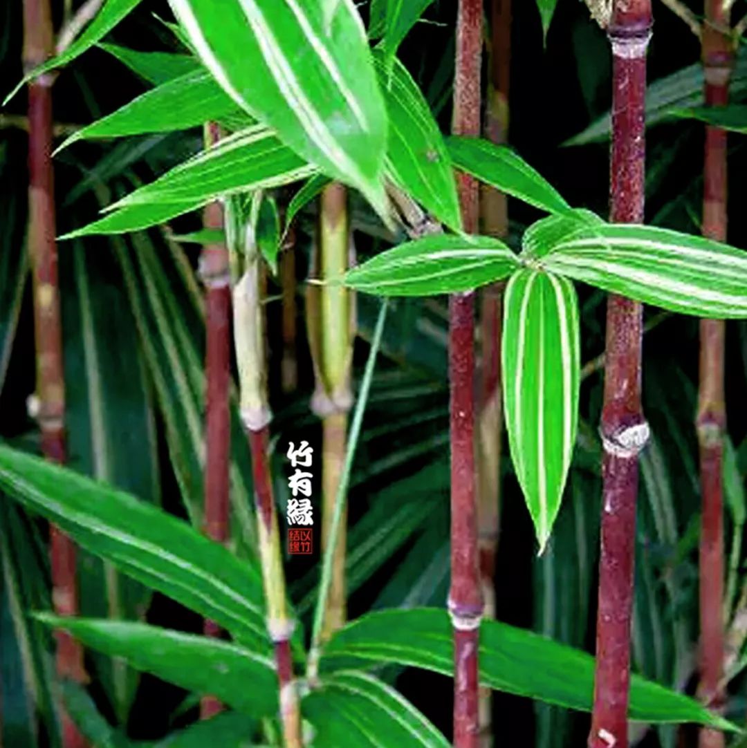 红宝竹,红竹图片大全_大山谷图库