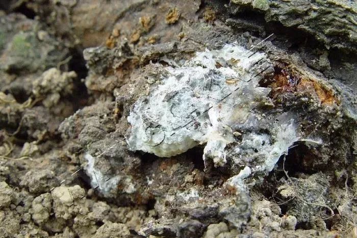 5.根白腐病该病为真菌性病害.