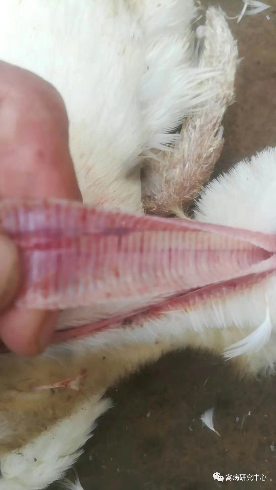 心包液增多,心外膜有少量出血点,气管环状出血,心脏包死,肝脏有的包有