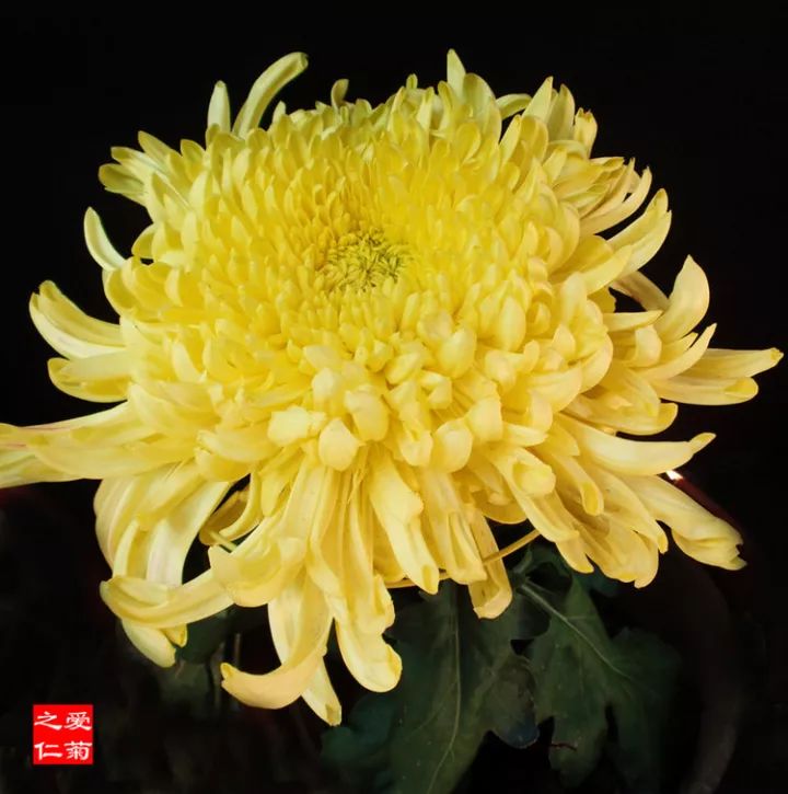 这些菊花你要有1盆给100万都别卖