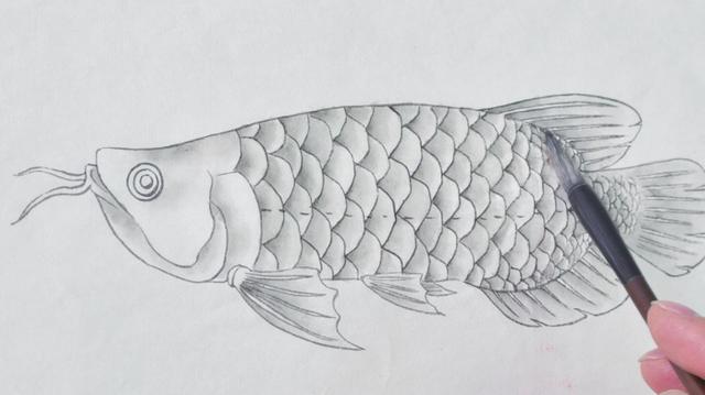 金龙鱼铅笔画图片