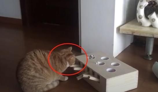 主人遊戲盒子給貓咪，卻發現貓咪「特殊技能」，真成精了！ 寵物 第4張