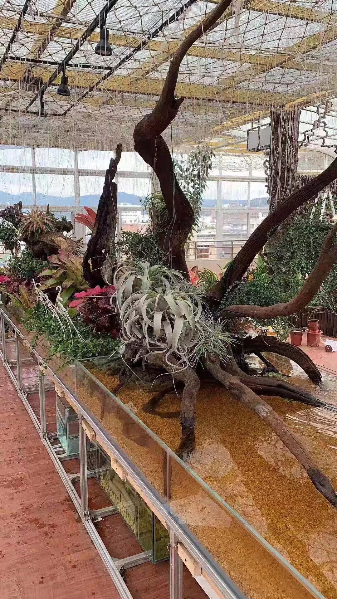 拥有10米雨林缸,3米沙漠缸的酒吧!也没谁了!