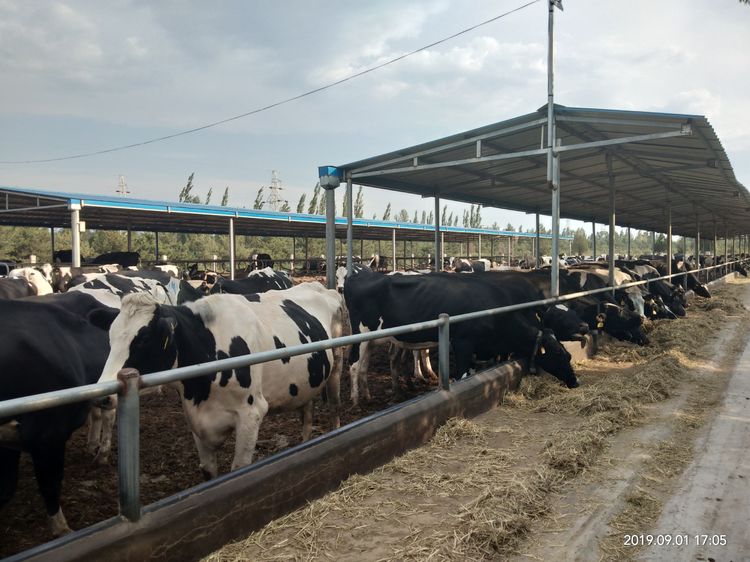 边陲小县大牛场河曲河滩奶牛场