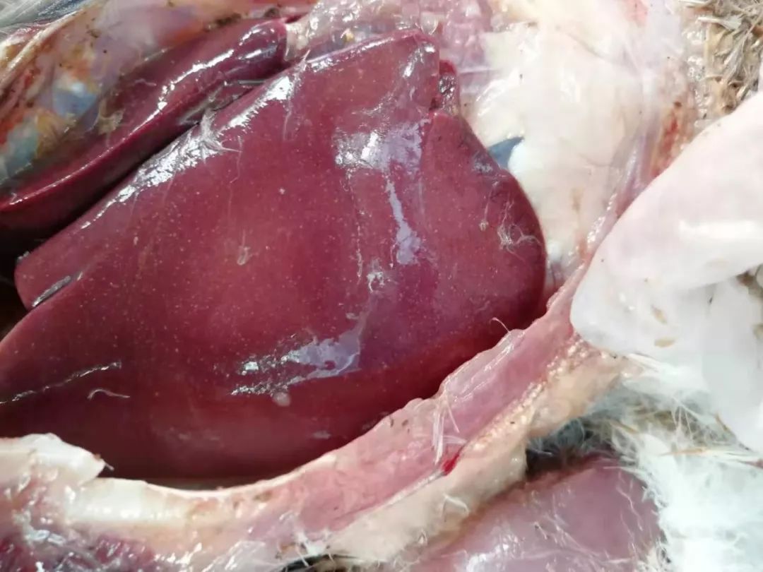 鸭霍乱的诊断与防治(图文)