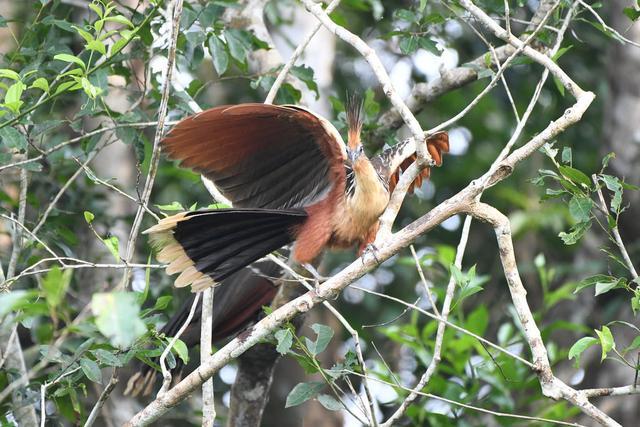 这是一种幼年时期长有翼爪,像牛一样消化食物的鸟_麝雉