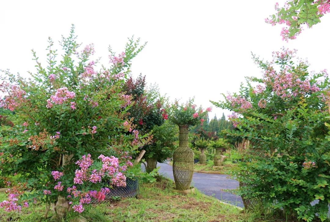 共有2000餘棵紫薇樹,採取組團式和條塊狀佈局種植,配以各種野花,形成