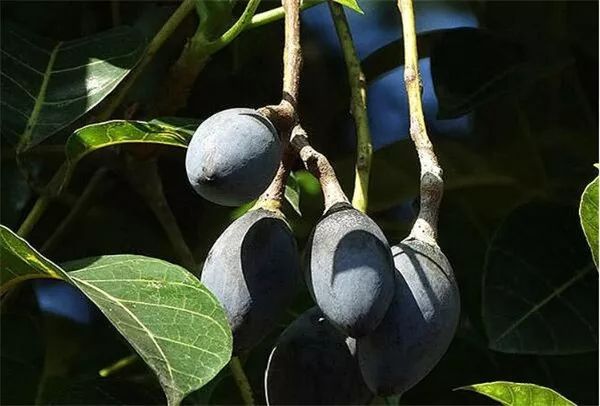 举着长竹竿对准枝叶一顿猛打,身手敏捷的人爬到树上,▼采摘现场一般是