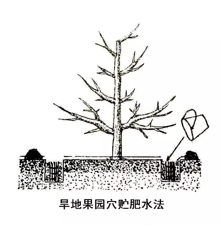 苹果树9月如何管理这篇文章讲清楚