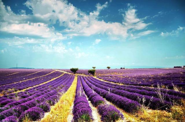 世界十大绝美花海让人心醉