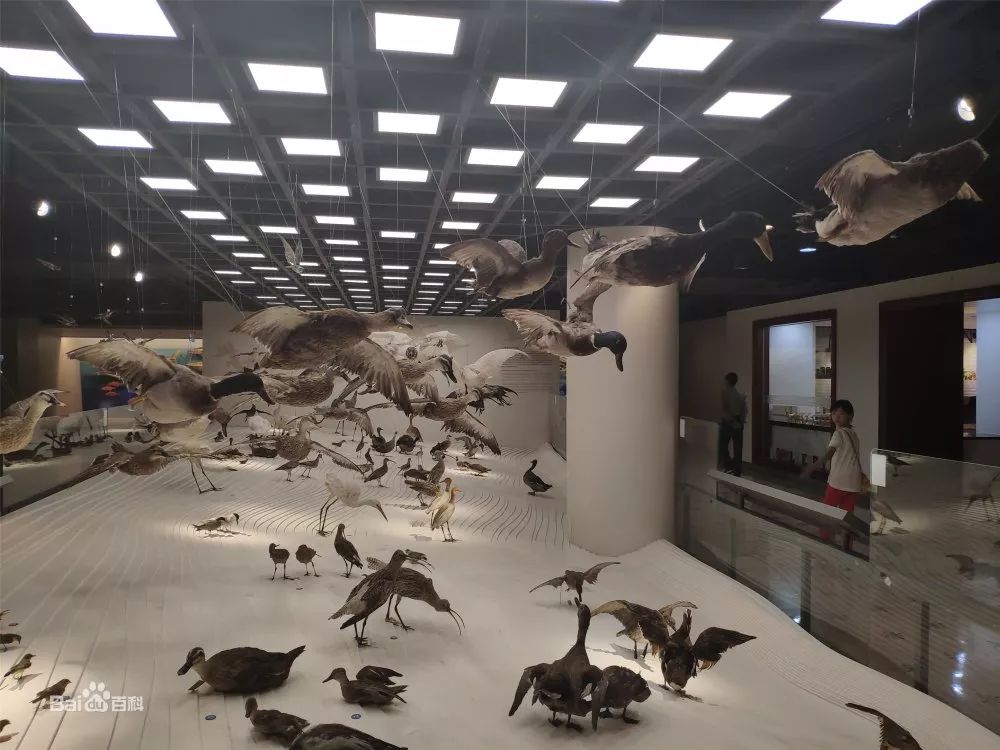上海自然博物馆是中国最大的自然博物馆之一.