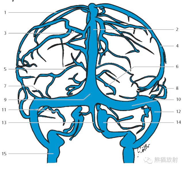 解剖丨脑膜及其血供,硬脑膜静脉窦,mrv(双语)_veins