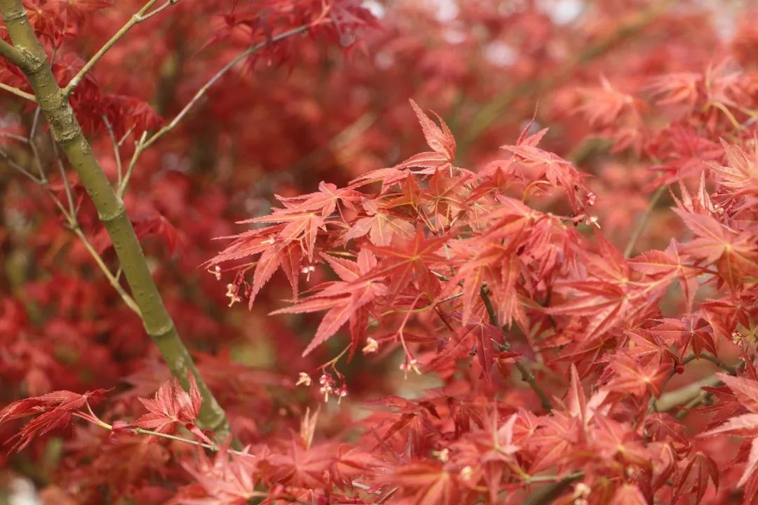 分享九农花木园艺场基地实拍图日本红枫红舞姬