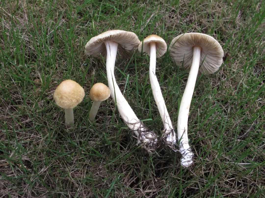 雨后,秀色可餐的小蘑菇粉墨登场了_菌丝体