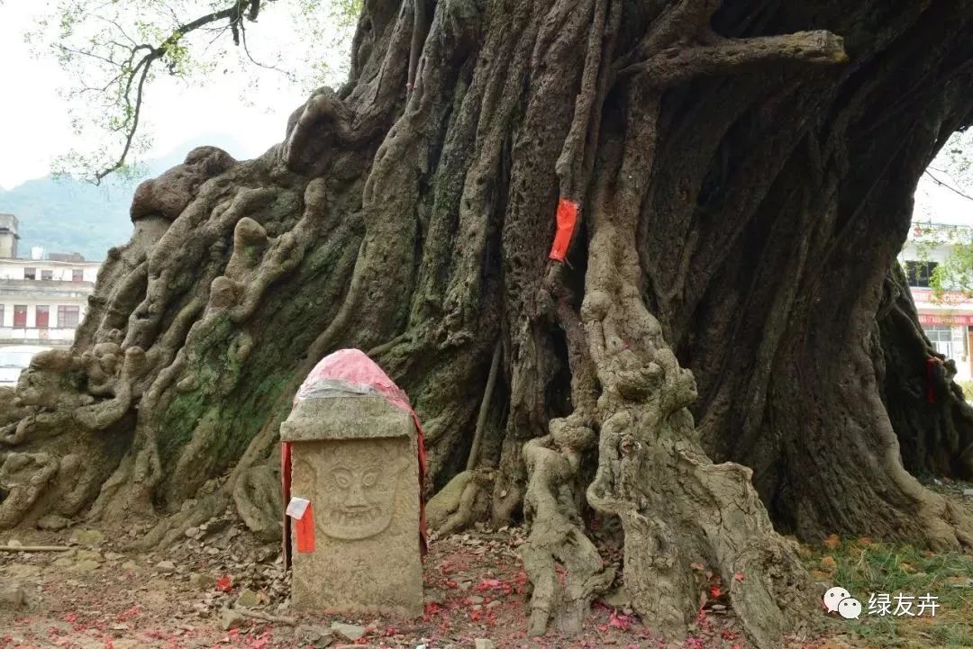 全国最奇特的古榕在这里!千年的古树,长成了树神!_榕津
